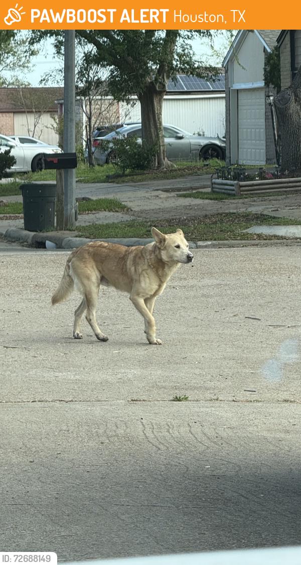 Found/Stray Unknown Dog last seen Near Young Blood Intermediate School, Houston, TX 77072