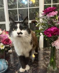 Lost Female Cat last seen micco, Micco, FL 32976