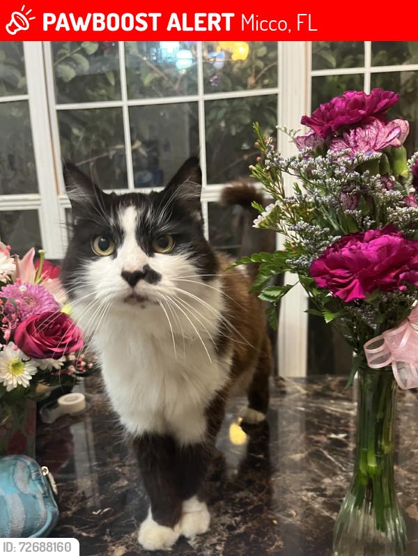 Lost Female Cat last seen micco, Micco, FL 32976