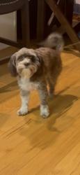 Lost Male Dog last seen By oakleigh neighborhood 4816 Hopeton drive , Powder Springs, GA 30127