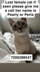 Lost Female Cat last seen S Birch and E Mississippi , Denver, CO 80246