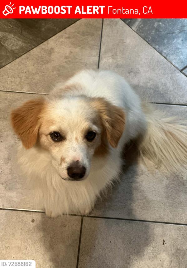 Lost Male Dog last seen Mango and arrow, Fontana, CA 92336