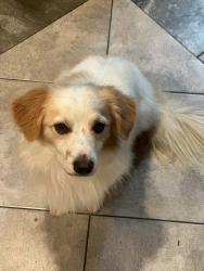 Lost Male Dog last seen Mango and arrow, Fontana, CA 92336