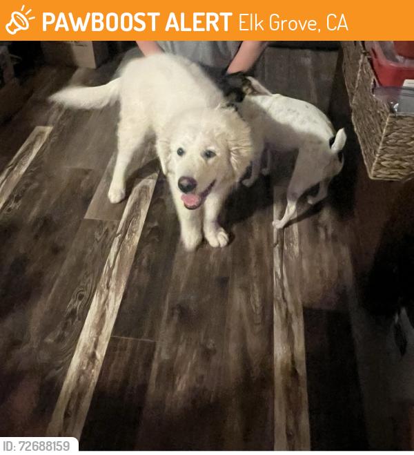 Found/Stray Male Dog last seen Keifer Blvd near landfill, Elk Grove, CA 95624