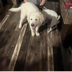 Found/Stray Male Dog last seen Keifer Blvd near landfill, Elk Grove, CA 95624