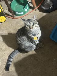 Lost Male Cat last seen WT Parr Rd., Barberry, Grapevine, TX 76051