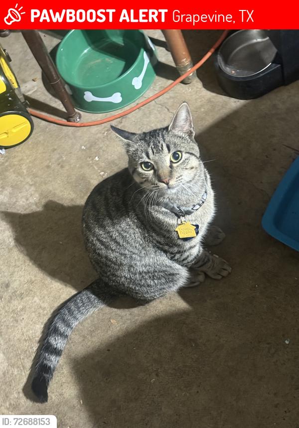 Lost Male Cat last seen WT Parr Rd., Barberry, Grapevine, TX 76051