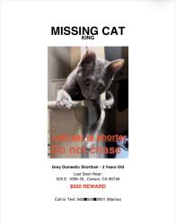 Lost Male Cat last seen Avalon and 169th street , Carson, CA 90746
