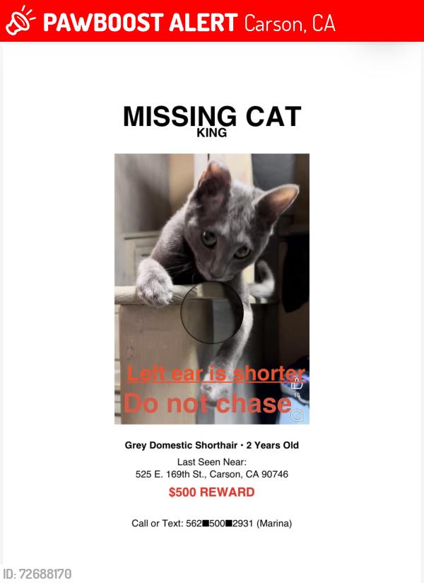 Lost Male Cat last seen Avalon and 169th street , Carson, CA 90746