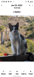 Lost Female Cat last seen Children's hosp , San Diego, CA 92123