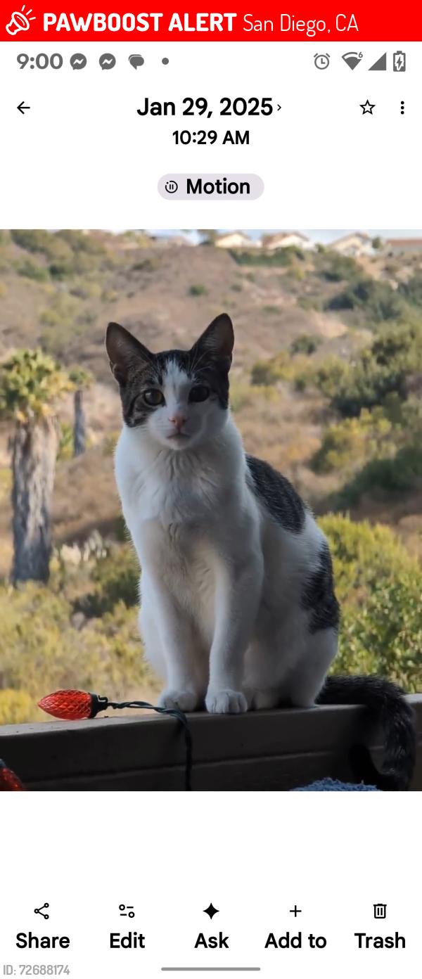 Lost Female Cat last seen Children's hosp , San Diego, CA 92123