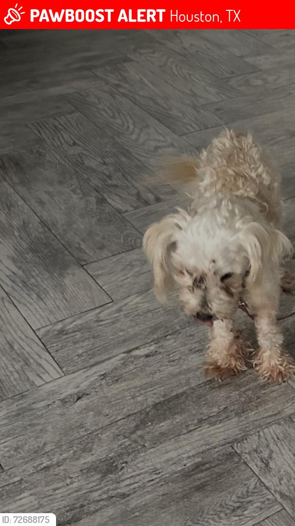 Lost Female Dog last seen White , Houston, TX 77099