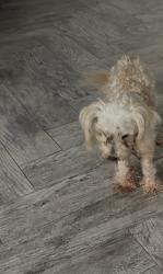 Lost Female Dog last seen White , Houston, TX 77099
