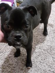 Found/Stray Male Dog last seen Fairview Memorial Park, Albuquerque, NM 87106