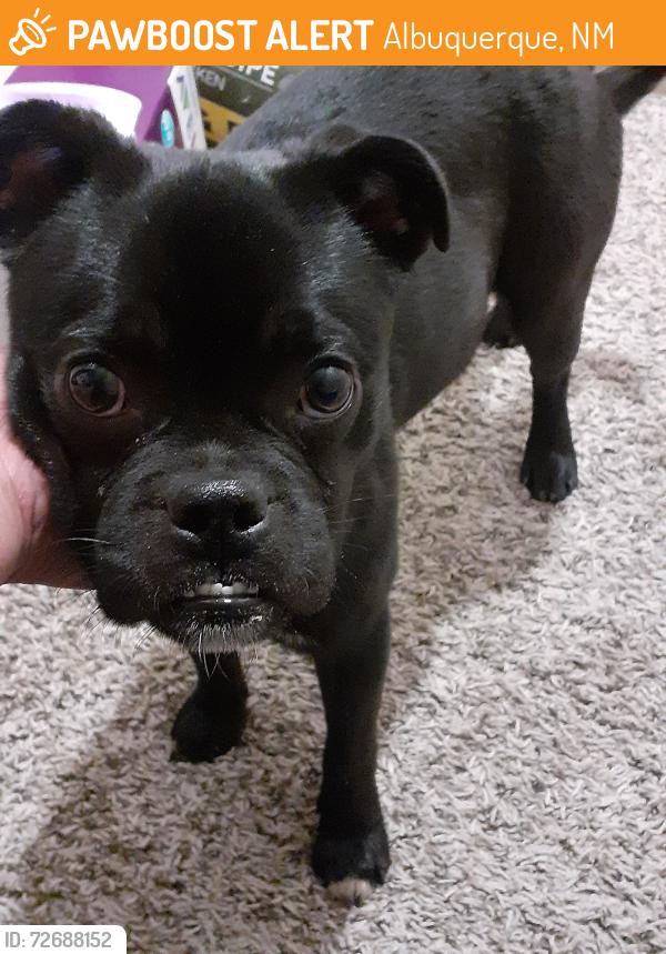Found/Stray Male Dog last seen Fairview Memorial Park, Albuquerque, NM 87106
