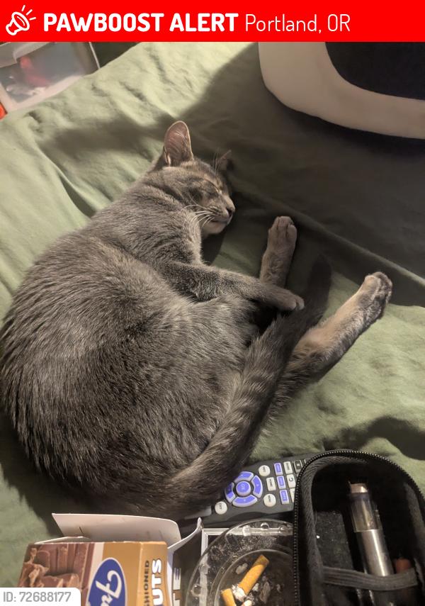 Lost Female Cat last seen Se Knapp & Se 98th, Portland, OR 97266