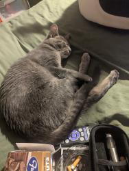 Lost Female Cat last seen Se Knapp & Se 98th, Portland, OR 97266