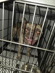 Found/Stray Male Dog last seen Yosemite, Modesto, CA 95354