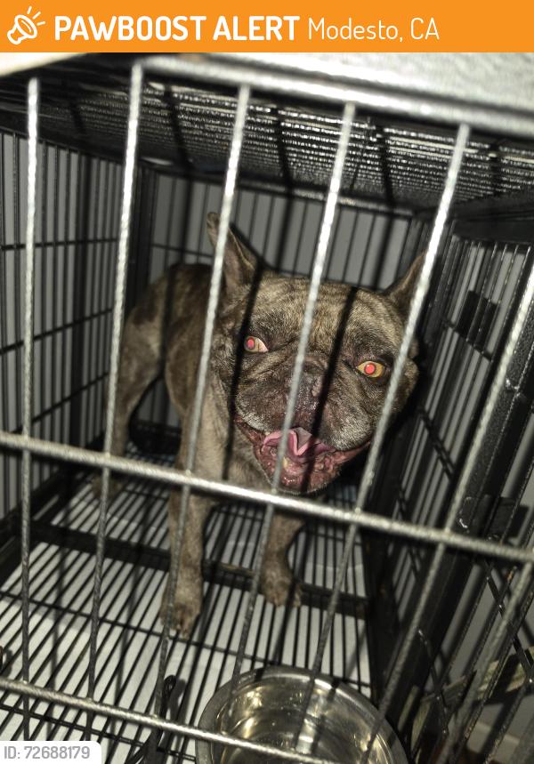 Found/Stray Male Dog last seen Yosemite, Modesto, CA 95354
