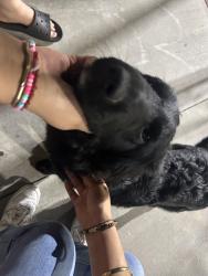Found/Stray Female Dog last seen Frisbie park, Rialto, CA 92376