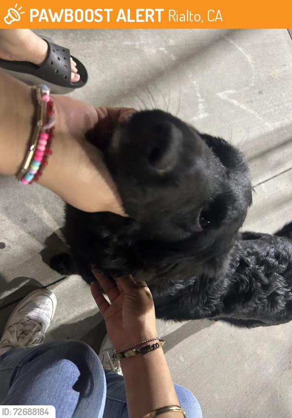 Found/Stray Female Dog last seen Frisbie park, Rialto, CA 92376