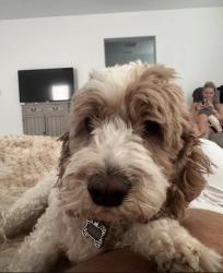 Lost Female Dog last seen San Mateo and Horse, North Las Vegas, NV 89085