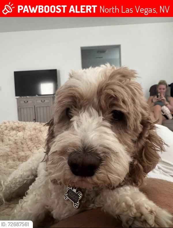 Lost Female Dog last seen San Mateo and Horse, North Las Vegas, NV 89085