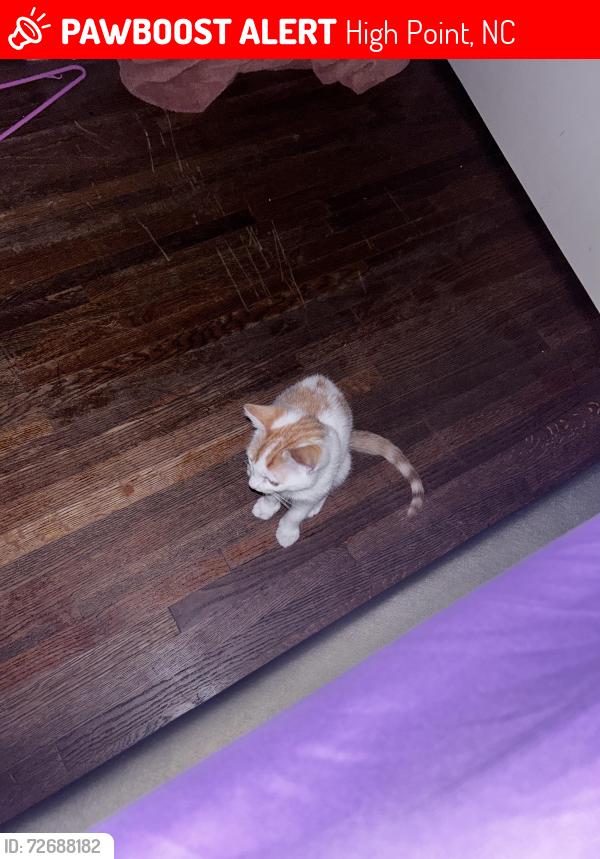 Lost Male Cat last seen hse, High Point, NC 27262