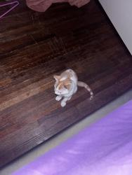 Lost Male Cat last seen hse, High Point, NC 27262