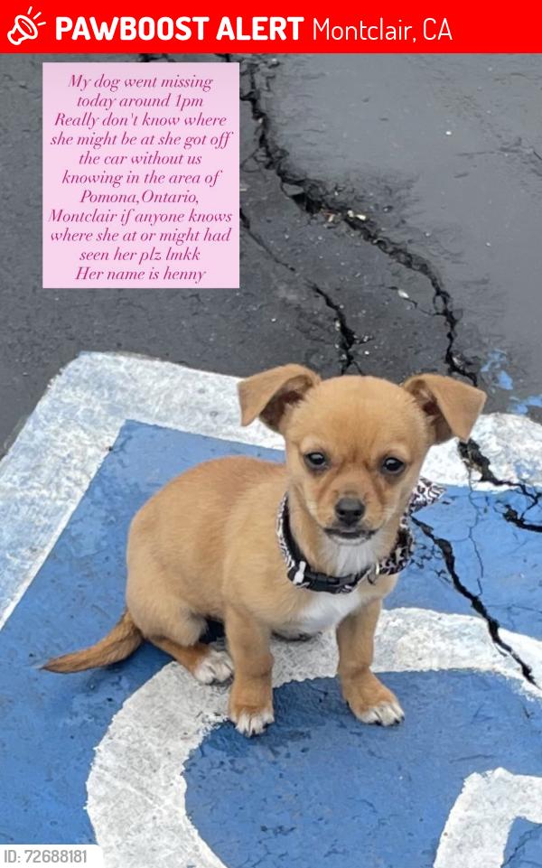 Lost Female Dog last seen Near Mission Blvd Montclair, CA  91763 United States, Montclair, CA 91763