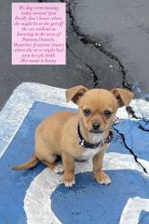Lost Female Dog last seen Near Mission Blvd Montclair, CA  91763 United States, Montclair, CA 91763