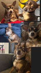 Lost Male Dog last seen 12th and valencia, Tucson, AZ 85756