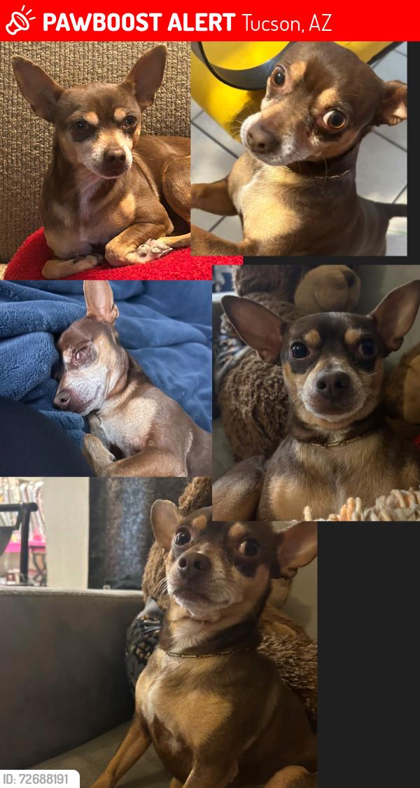 Lost Male Dog last seen 12th and valencia, Tucson, AZ 85756