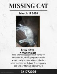 Lost Female Cat last seen Near milltown Rd Robbinsville North Carolina , Robbinsville, NC 28771