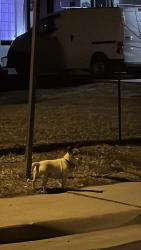 Found/Stray Female Dog last seen FairPlay Park in Aurora, CO, Aurora, CO 80011