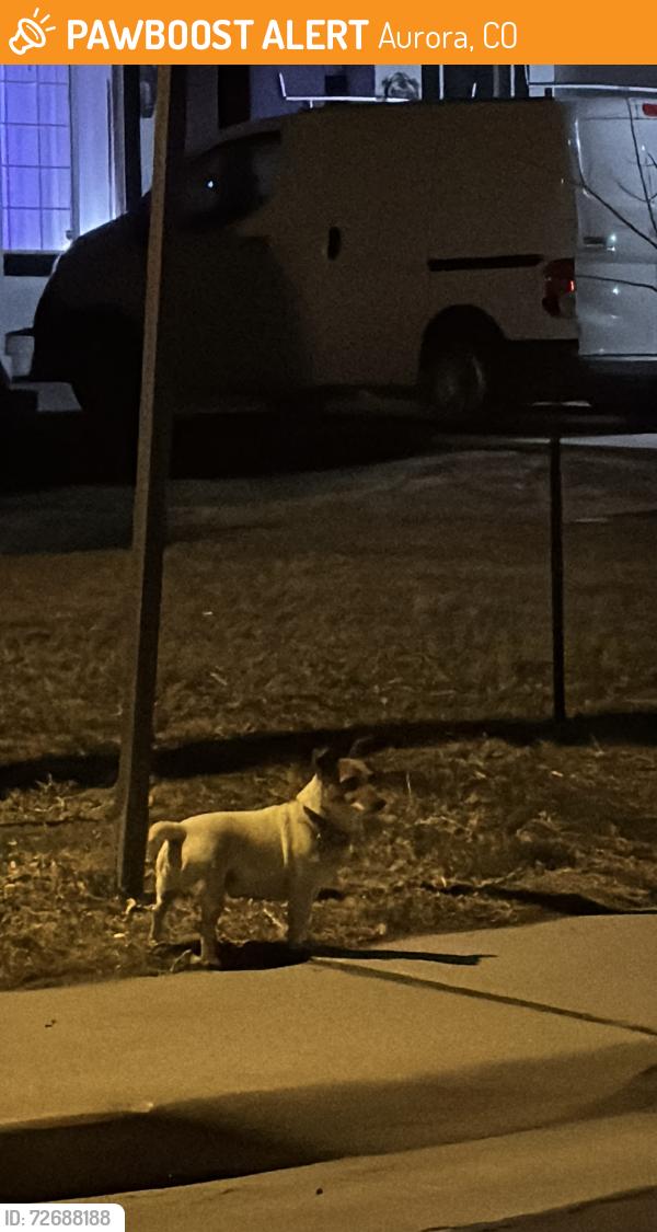 Found/Stray Female Dog last seen FairPlay Park in Aurora, CO, Aurora, CO 80011