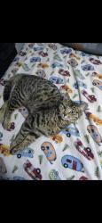 Lost Male Cat last seen Aumsville Hwy, Marion County, OR 97317