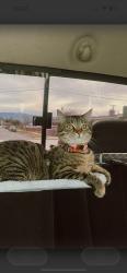 Lost Female Cat last seen Near vallejo st salinas ca, Salinas, CA 93906