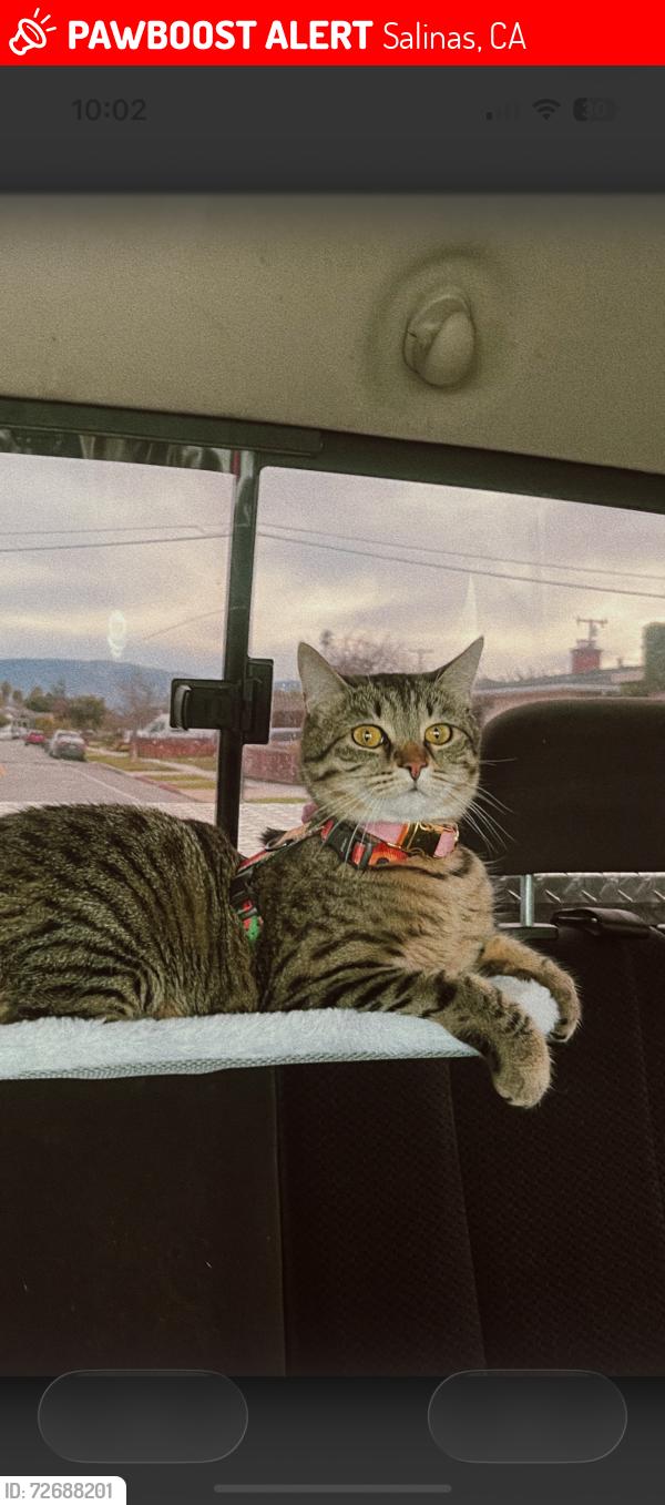 Lost Female Cat last seen Near vallejo st salinas ca, Salinas, CA 93906