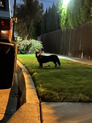 Lost Male Dog last seen Mabel Paine Elementary School, Yorba Linda, CA 92886