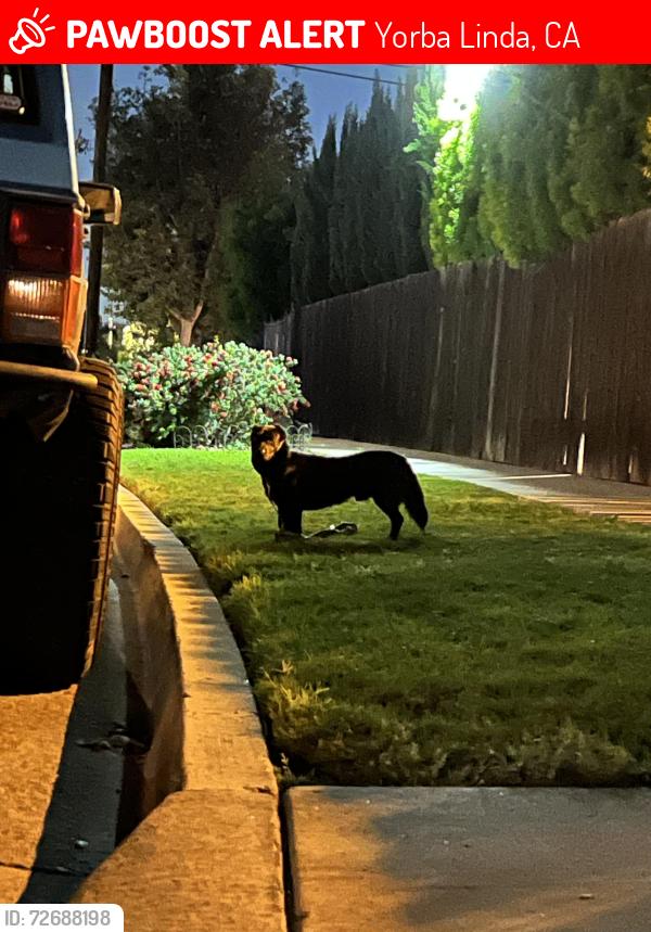 Lost Male Dog last seen Mabel Paine Elementary School, Yorba Linda, CA 92886