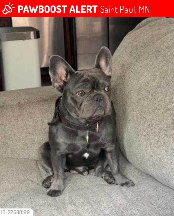 Lost Male Dog last seen Little Canada mn , Saint Paul, MN 55117