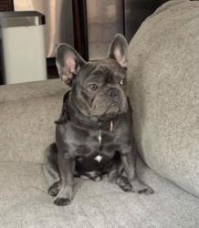 Lost Male Dog last seen Little Canada mn , Saint Paul, MN 55117