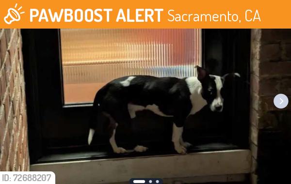 Found/Stray Male Dog last seen 16th Street and Marty Way, Sacramento, CA 95818