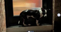 Found/Stray Male Dog last seen 16th Street and Marty Way, Sacramento, CA 95818