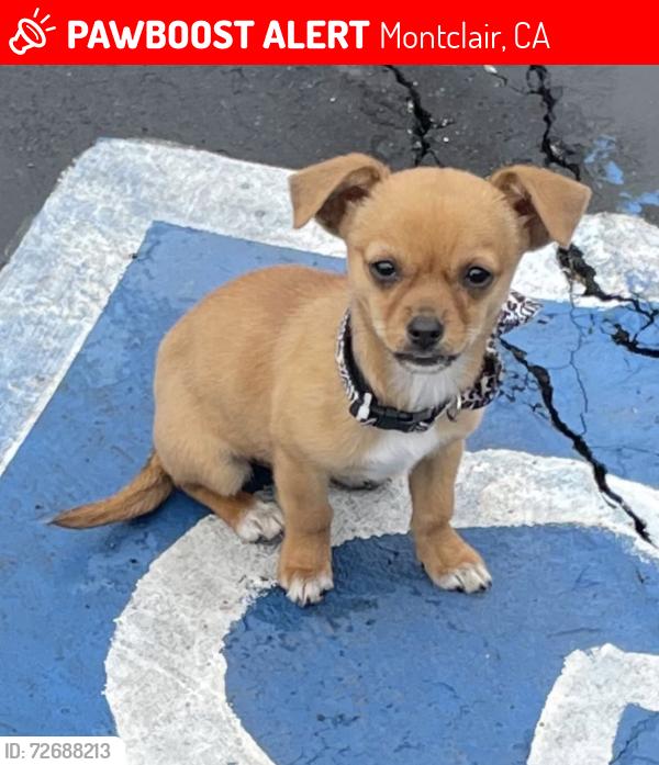 Lost Female Dog last seen ontario , Montclair, CA 91763