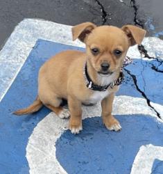 Lost Female Dog last seen ontario , Montclair, CA 91763
