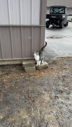 Found/Stray Unknown Cat last seen 320th Street New Prague, MN, New Prague, MN 56071