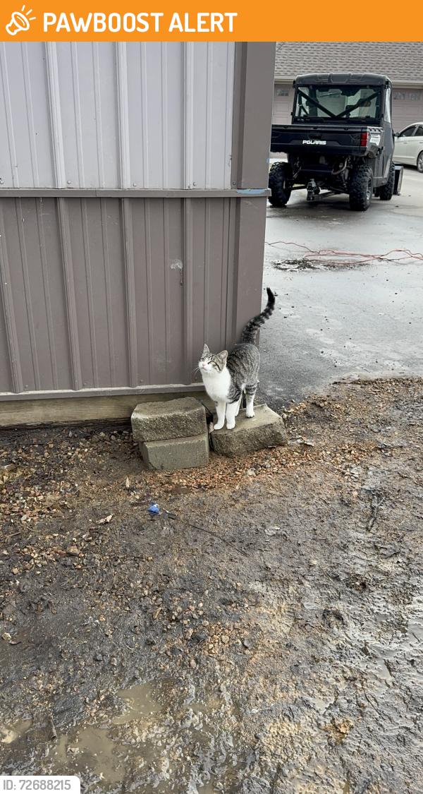 Found/Stray Unknown Cat last seen 320th Street New Prague, MN, New Prague, MN 56071