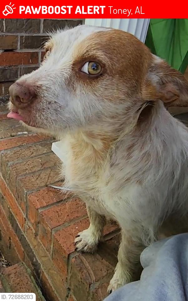 Lost Male Dog last seen Morris Lane, Toney, AL 35773